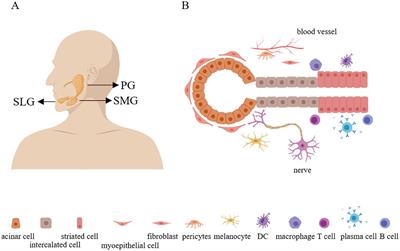 The role of cytokines from salivary gland epithelial cells in the immunopathology of Sjögren’s syndrome